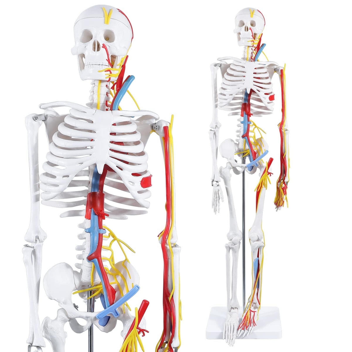 Human Skeleton Model With Nerves Blood Vessels Cm Tall